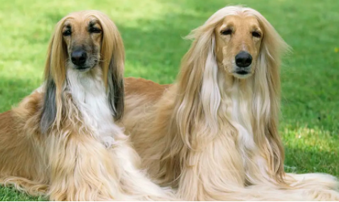 长耳朵长毛的狗狗都有吧什么好品种 有还没有你喜欢的呢~(图2)