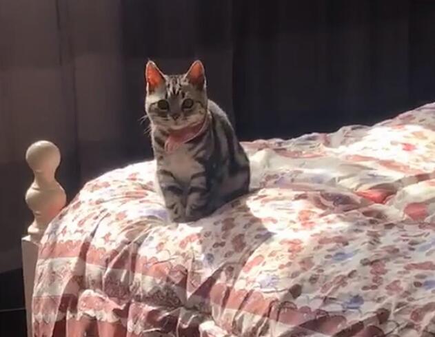 主人自己在家粘箱子 让猫咪咬烂胶带 猫：我为这些家付出多少太……(图3)
