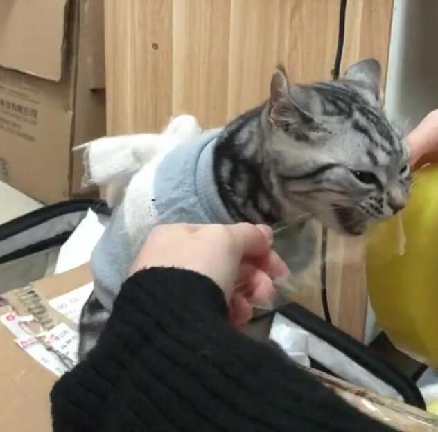主人自己在家粘箱子 让猫咪咬烂胶带 猫：我为这些家付出多少太……(图2)