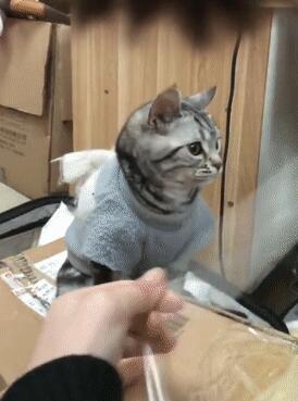 主人自己在家粘箱子 让猫咪咬烂胶带 猫：我为这些家付出多少太……(图5)