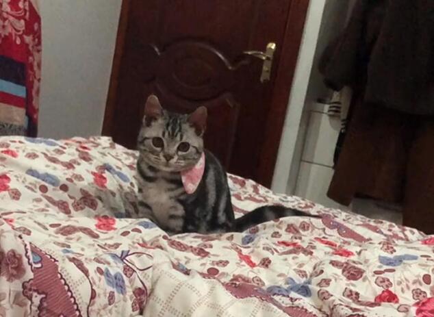 主人自己在家粘箱子 让猫咪咬烂胶带 猫：我为这些家付出多少太……(图4)