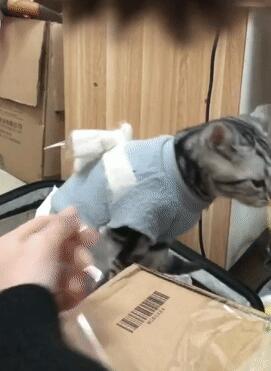 主人自己在家粘箱子 让猫咪咬烂胶带 猫：我为这些家付出多少太……(图6)