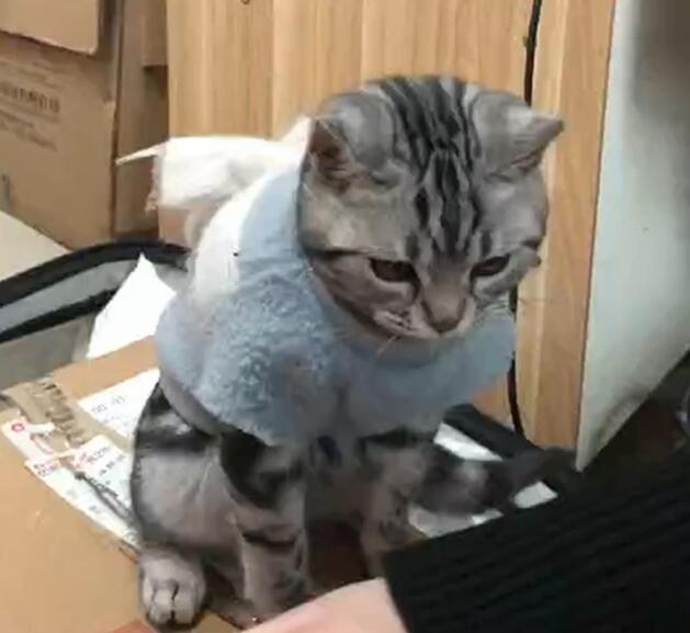 主人自己在家粘箱子 让猫咪咬烂胶带 猫：我为这些家付出多少太……(图7)