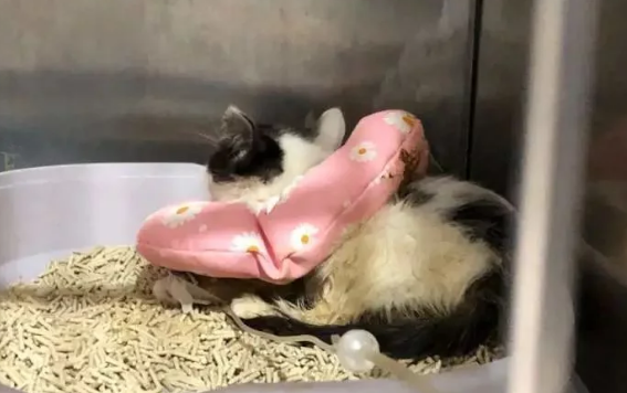 上百只猫狗被弃街头 背后是谁?(图1)