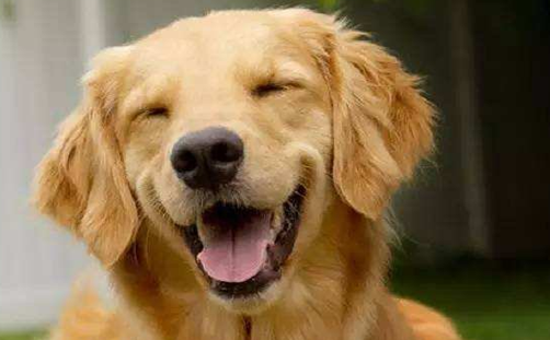 为啥导盲犬会选那些品种？那个是这样(图1)