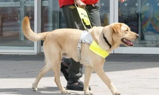 为啥导盲犬会选那些品种？那个是这样(图2)