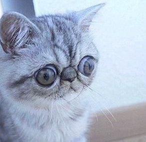 “被惊吓猫”一夜爆红网络眼睛太大睡觉时候都肯定不能睡着(图2)