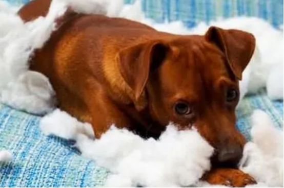 狗狗也会来姨妈？量多吗？(图1)