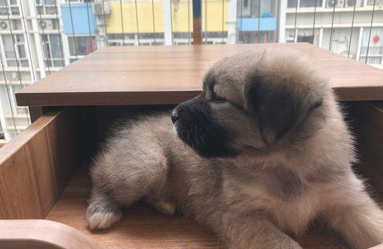 遛猫遛狗时自己狗子察觉个小箱子 传送这一看 女生陡然被这小脑壳博得(图1)