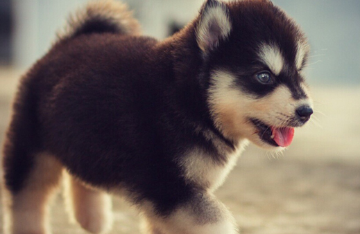 狗狗也可以多久之后不尿尿 饲主你必须知道(图1)