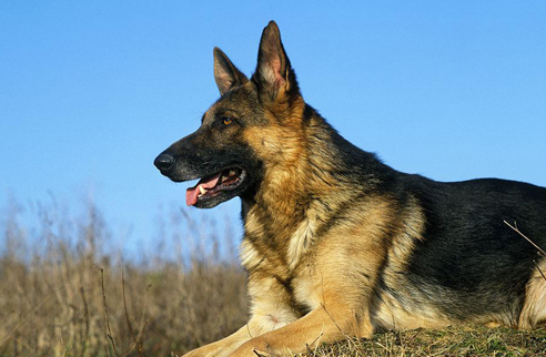 狗狗交配后的表现状态你仔细看了看就明白了了(图1)