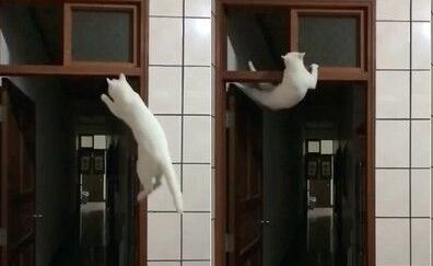 雷鸣家是猫咪的健身房猫咪在门框练单杠(图1)
