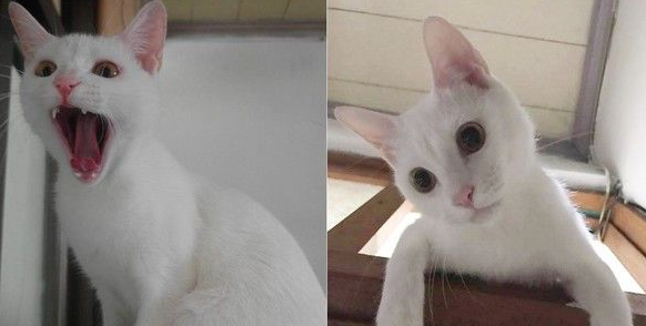 雷鸣家是猫咪的健身房猫咪在门框练单杠(图2)