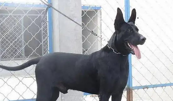黑狼犬纯不纯怎末分辨？技巧在这里！(图2)