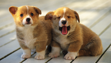 判断狗狗年龄的方法 速来清楚！(图2)