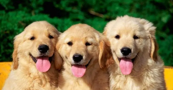 判断狗狗年龄的方法 速来清楚！(图1)