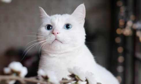 猫咪乱尿这个玄学问题 该怎么解决的办法？总有一款解决方案更适合你(图1)