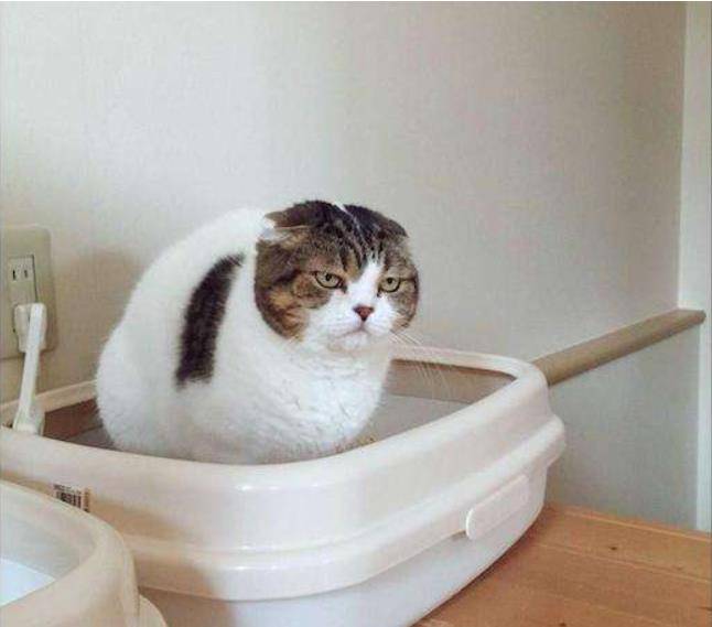 猫咪乱尿这个玄学问题 该怎么解决的办法？总有一款解决方案更适合你(图2)