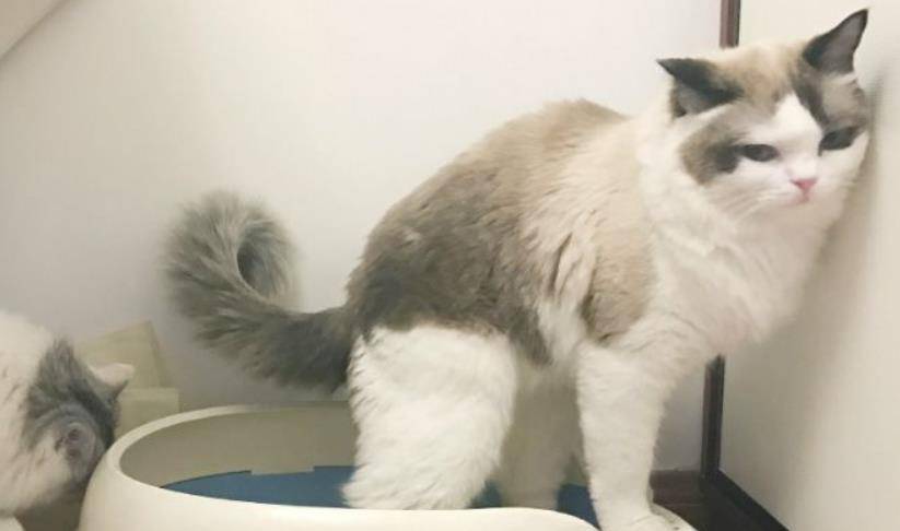 猫咪乱尿这个玄学问题 该怎么解决的办法？总有一款解决方案更适合你(图7)