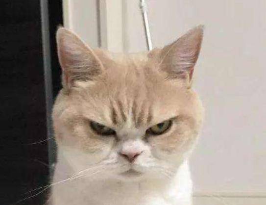 猫咪乱尿这个玄学问题 该怎么解决的办法？总有一款解决方案更适合你(图9)