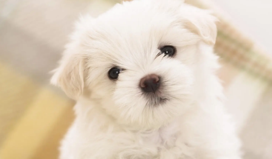 养狗狗的小技巧 你明白了多少？(图1)