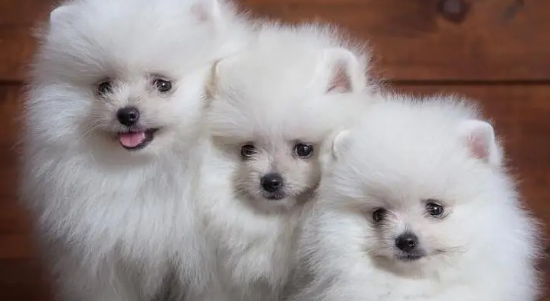 养狗狗的小技巧 你明白了多少？(图2)