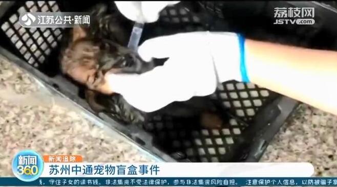 痛心！百余只宠物盲盒被遗弃街头 有猫有狗都在惨叫！(图3)
