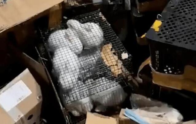 痛心！百余只宠物盲盒被遗弃街头 有猫有狗都在惨叫！(图4)