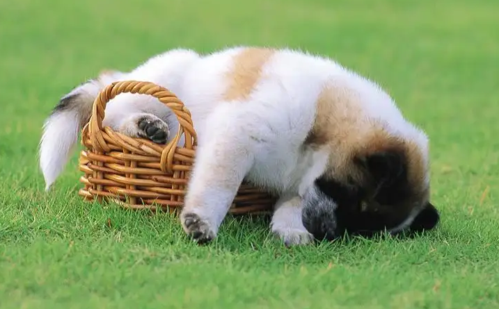 好象狗的寿命是多少年？在看你就知道了(图1)