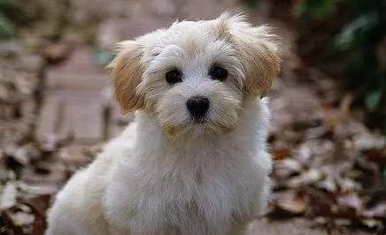 新人小白 快来去看看如何挑选一条好狗?(图1)