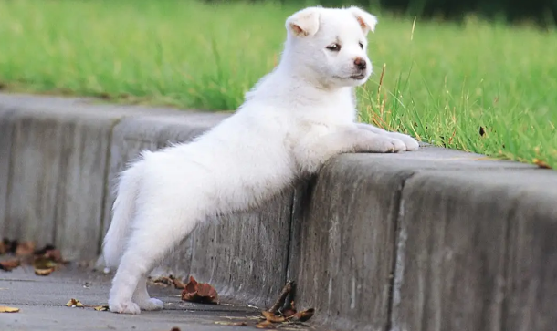 狗狗身上调节体温的汗腺主要广泛分布在哪里?看这里(图1)