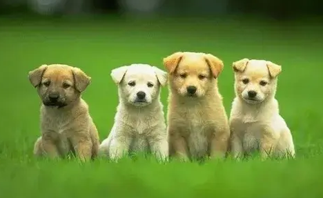 狗狗身上调节体温的汗腺主要广泛分布在哪里?看这里(图2)