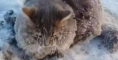 雪地里的12只小奶猫 全身结满冰块 志愿者赶回最终将它们救活(图1)