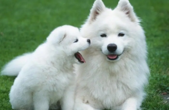 一篇文章告诉你 狗狗做飞机需要有什么手续!(图2)