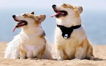 一篇文章告诉你 狗狗做飞机需要有什么手续!(图1)