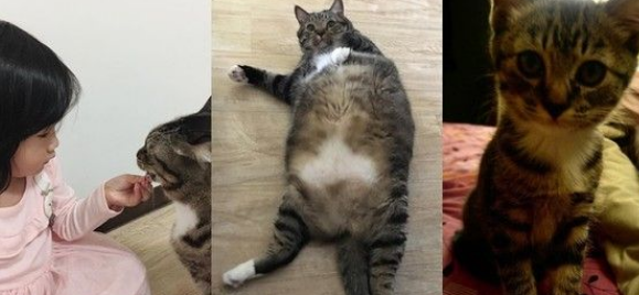 这是龙猫吧！我曾经的小萌鲜肉变肥宅大叔巨猫(图2)