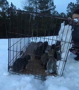 一笼小猫被遗弃雪地12条小生命差点没平白送了命(图1)