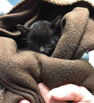 一笼小猫被遗弃雪地12条小生命差点没平白送了命(图2)