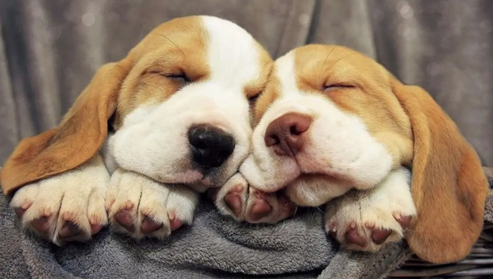 狗咋算年龄的 主人要先明白了！(图1)