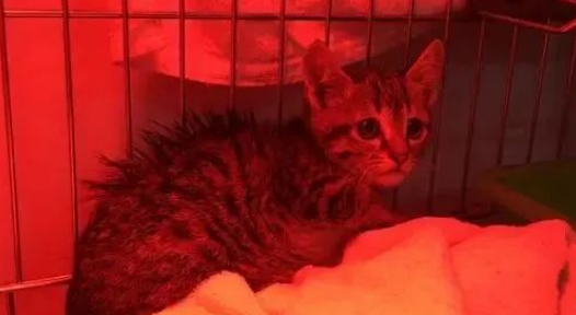 女子嫌太吵 趁猫妈妈在的 将2只漂泊小猫丢入下水道！(图1)