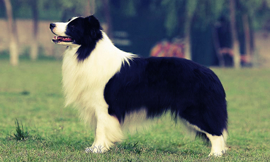 狗一岁半等于人类的几岁？想了解来看！(图1)