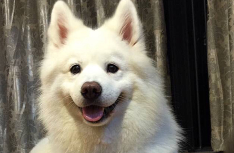 小狗好象多少时间断奶时？饲主一定要看！(图1)