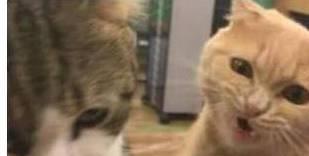 铲屎官喂狸花猫吃东西 橘猫气恼的在一旁大吼 狸花猫：别吵吵吵！(图1)