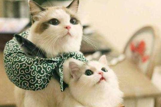 “烈焰红唇”的喵星人 为甚么一脸惆怅？猫咪：我不要猫脸了！(图1)