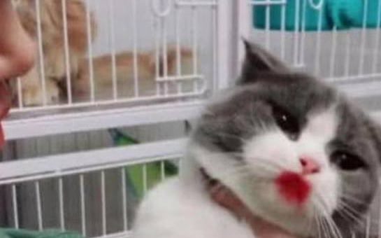 “烈焰红唇”的喵星人 为甚么一脸惆怅？猫咪：我不要猫脸了！(图2)