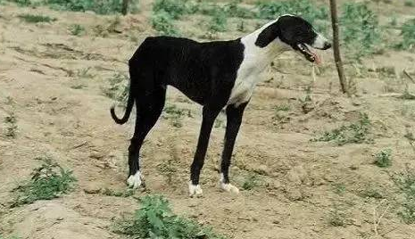 《长安十二时辰》里的狗是有什么品种?来看看呢(图1)