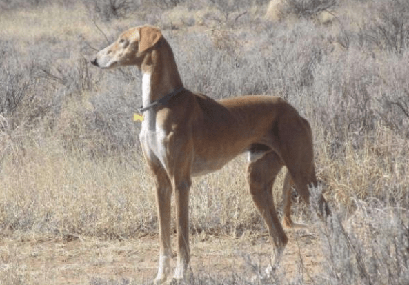 《长安十二时辰》里的狗是有什么品种?来看看呢(图2)