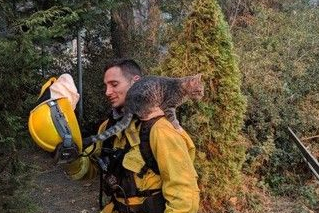 森林大火小猫逃出生天得消防员救刹那间成好朋友(图1)