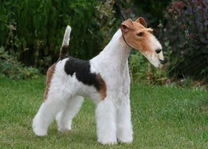 麻烦问下刚毛猎狐梗特点 这里介绍的很具体一点！(图1)