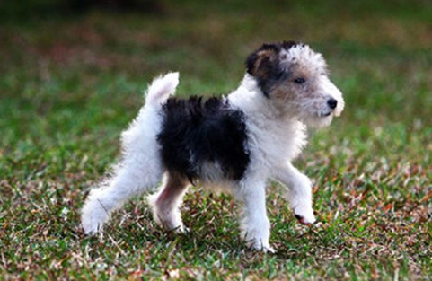 麻烦问下刚毛猎狐梗特点 这里介绍的很具体一点！(图2)